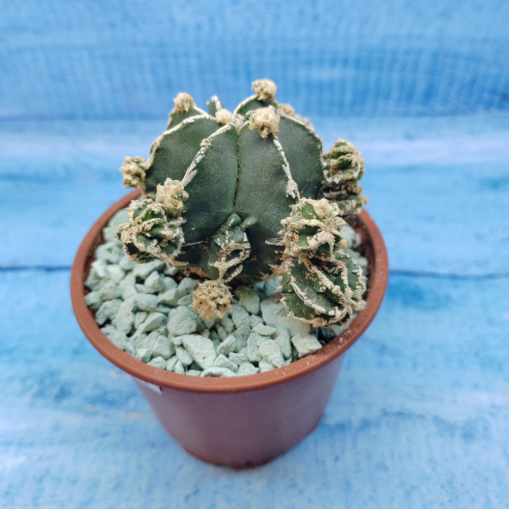 Astrophytum Myriostigma "Hakujo Fukuryu"  (Астрофитум)