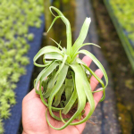 Тилландсия streptophylla M