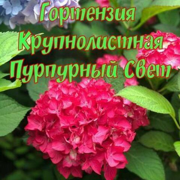 Гортензия крупнолистная Пурпурный Свет
