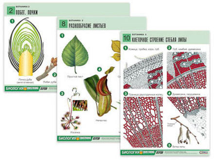 Комплект таблиц "Ботаника 2" (18 табл, формат А1)