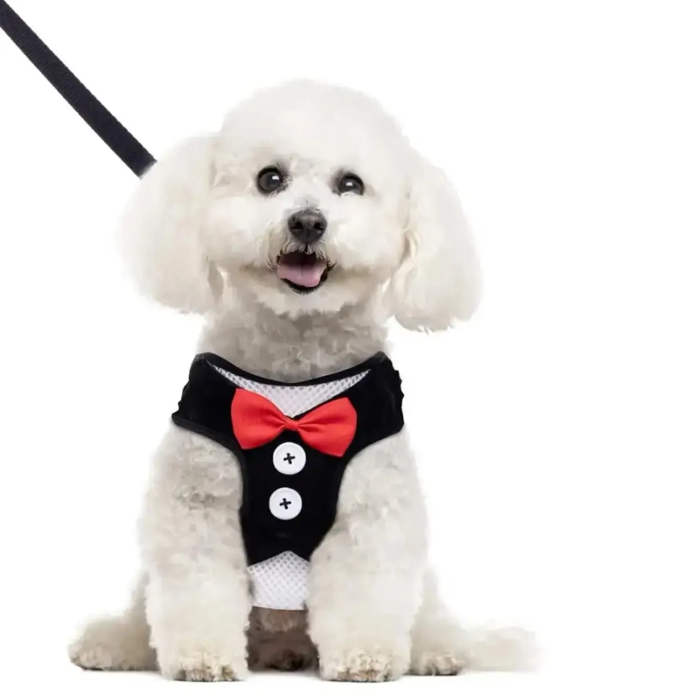 Шлейка с поводком для мелких пород собак и кошек «LAPUSIK», цвет черный, размер S