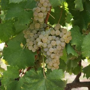 Авессу (Avesso) - белый сорт винограда
