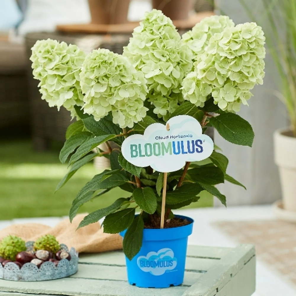 Cirrus ( Bloomulus Cirrus) Серия "Облака" гортензия метельчатая Р9