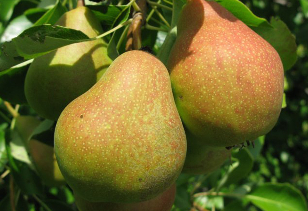 Саженец груши «Сварог» (Сибирская, Долго хранится)