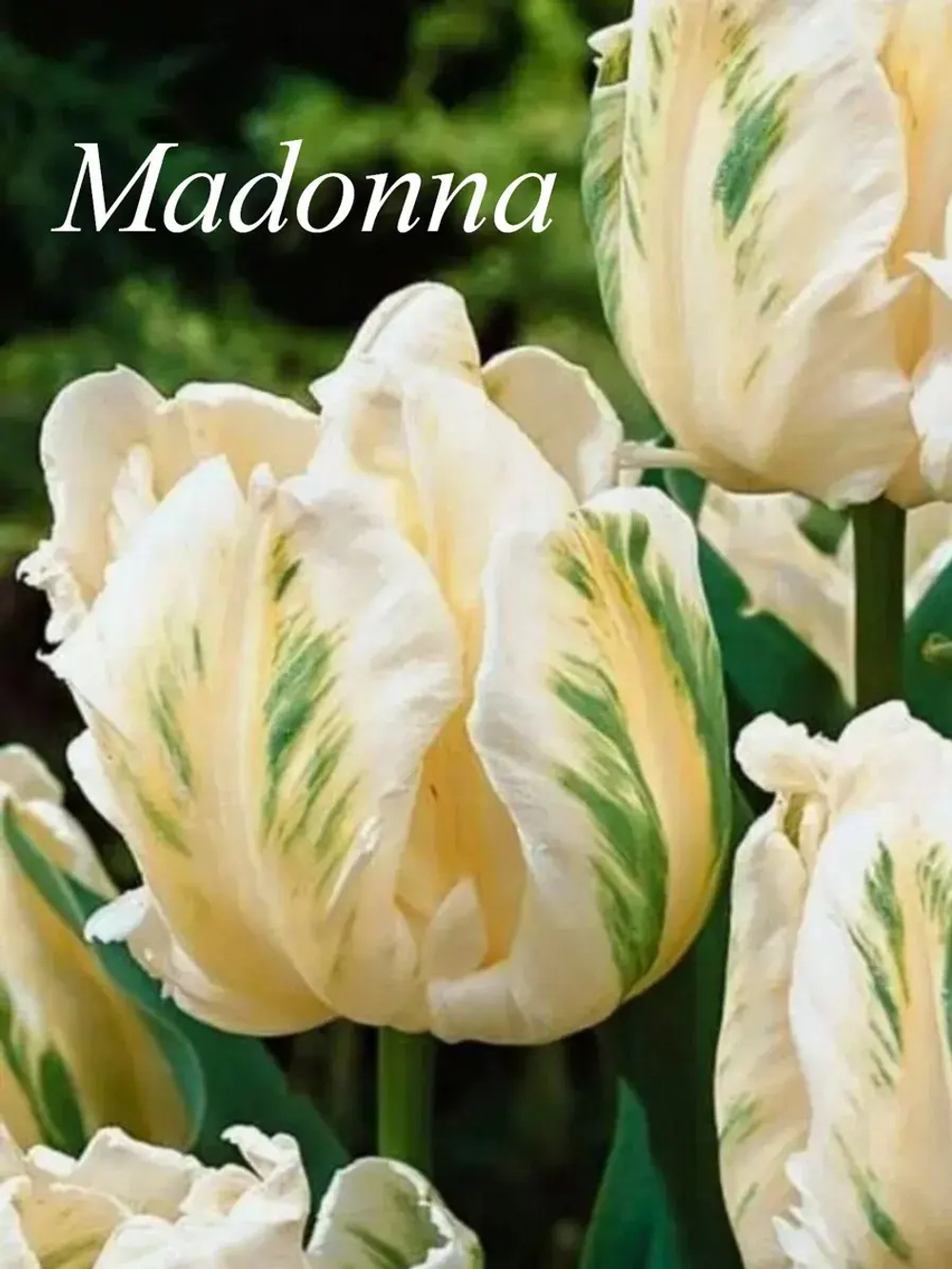 Тюльпаны Madonna 4 шт, набор луковиц