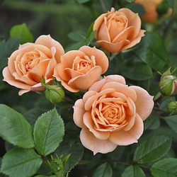 Роза Эприкот Клементина С7 Закупка М57 июнь 2026