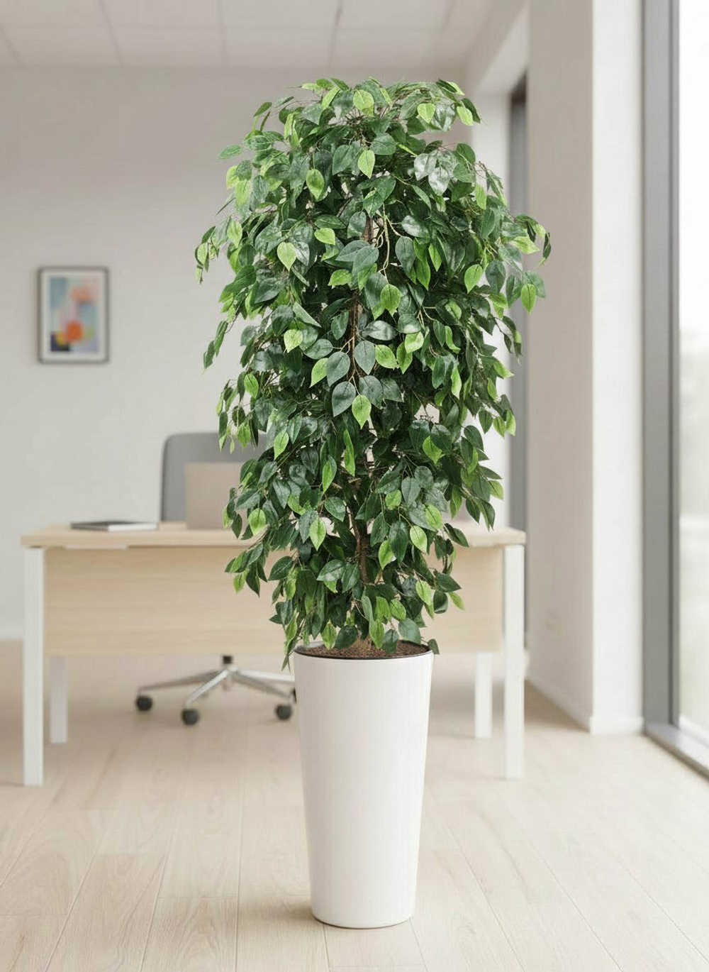 Фикус Даниэль в высоком белом глянцевом кашпо