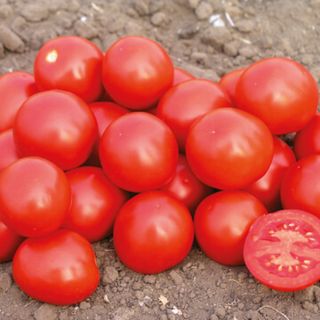 Томат Дональд F1 50 (семян)