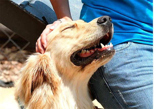 Ученые выяснили, что для собаки важнее: похвала или еда?