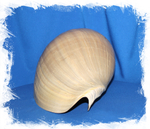 Мело, 23-26см, 1шт