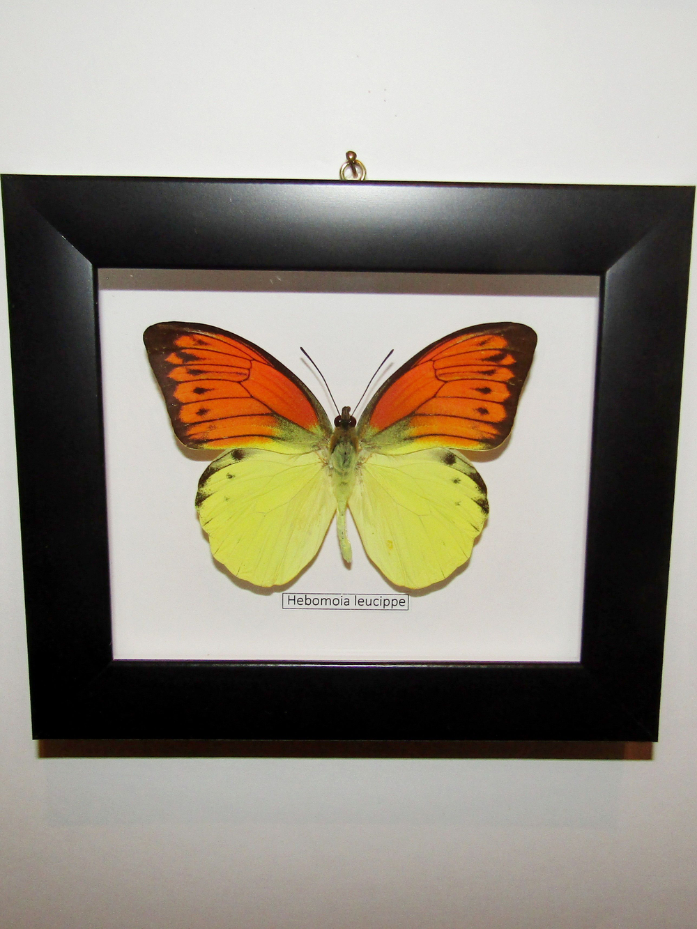 Бабочка Hebomoja leucippe в рамке