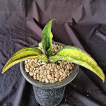 Сансевиерия HBG 22830 VAR