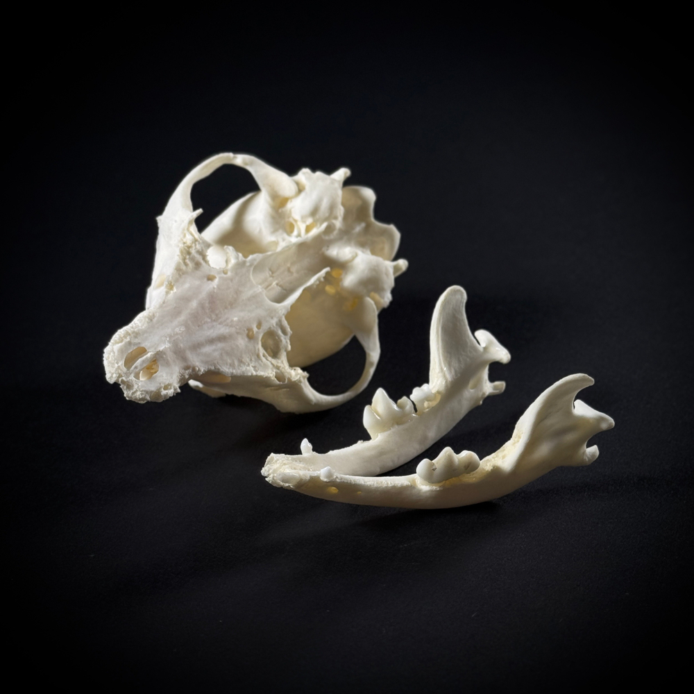 Череп собаки