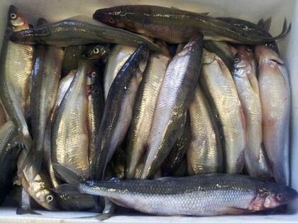 Корюшка свежая и замороженная