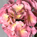 Гортензия премиум нежно-розовая