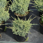 Можжевельник чешуйчатый Холгер C2 25-30