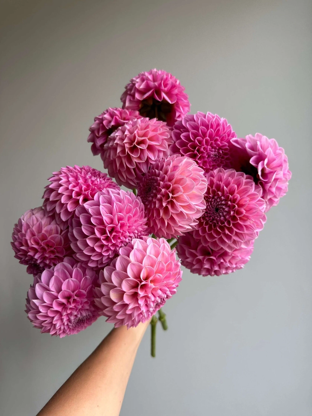 Георгин Sweet Fabienne (корень) Закупка М55 апрель 2026