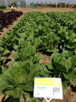 Аувона семена салата ромэн (Rijk Zwaan / Райк Цваан)