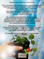 Рододендрон Нова Зембла морозостойкий
