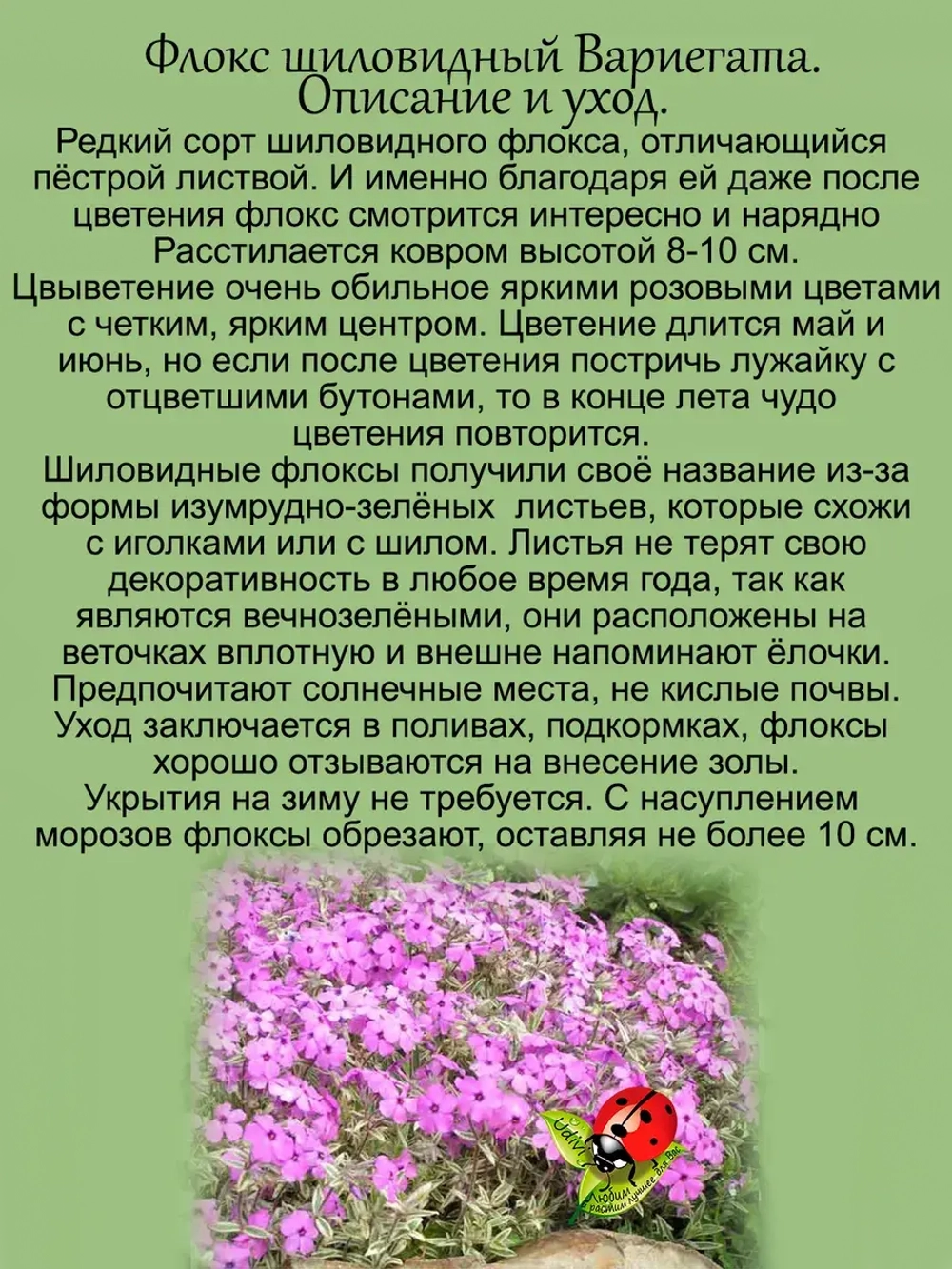 Флокс Вариегата шиловидный пестролистный