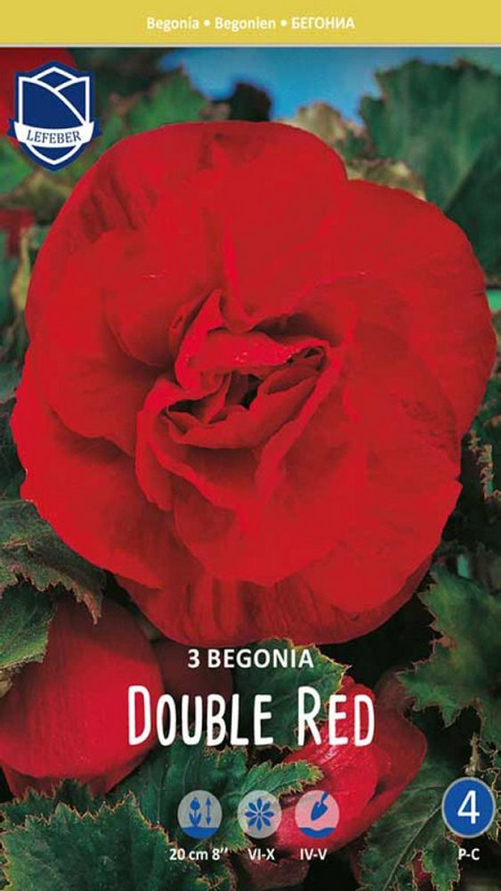 Бегония &quot;Double Red&quot;, Нидерланды.