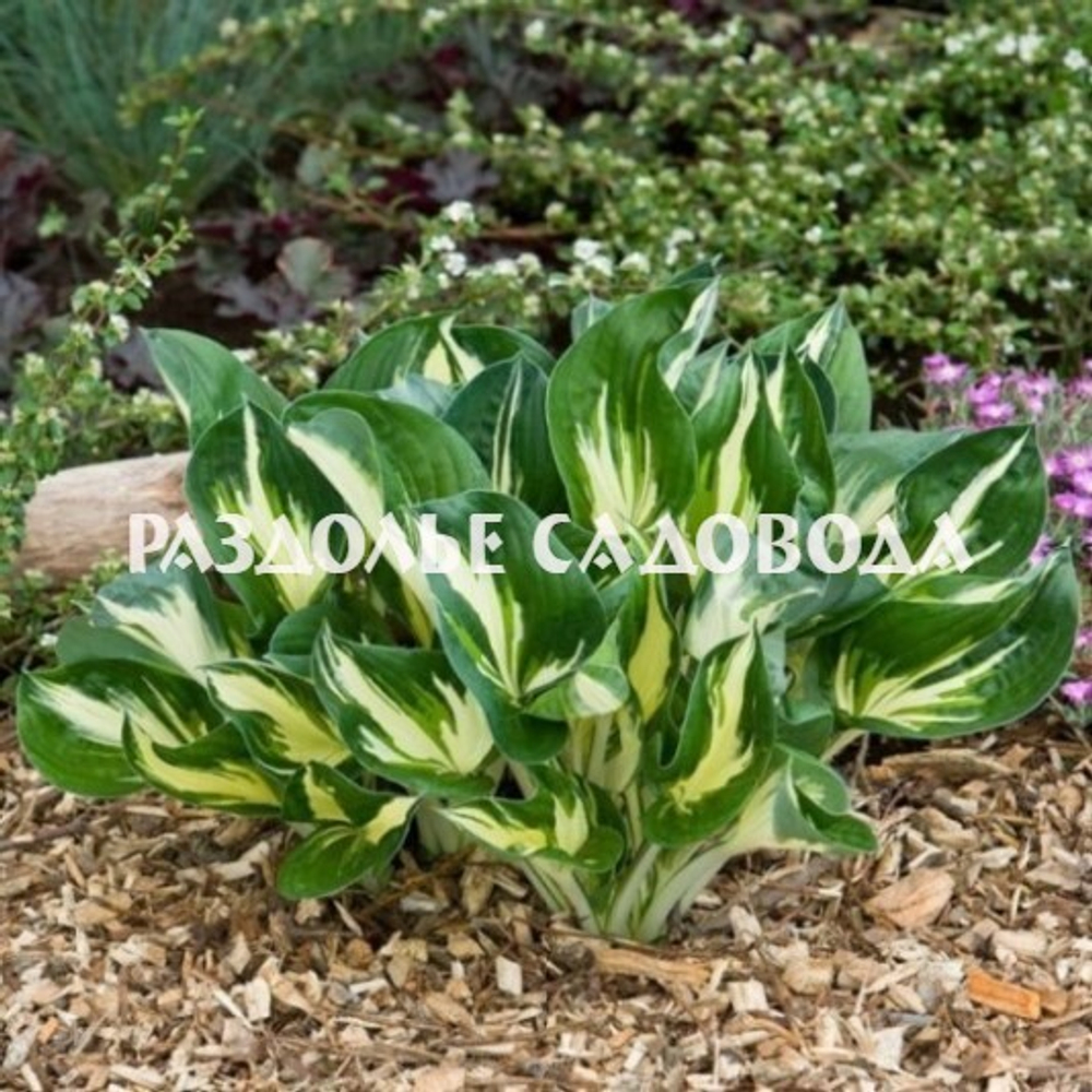 Хоста гибридная Стинг (горшок 3л)