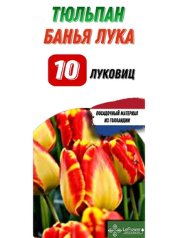 Тюльпан Луковица, Банья Лука, 10шт, разбор 11+