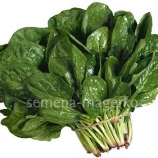 Шпинат Аполло F1  50 000 (семян)