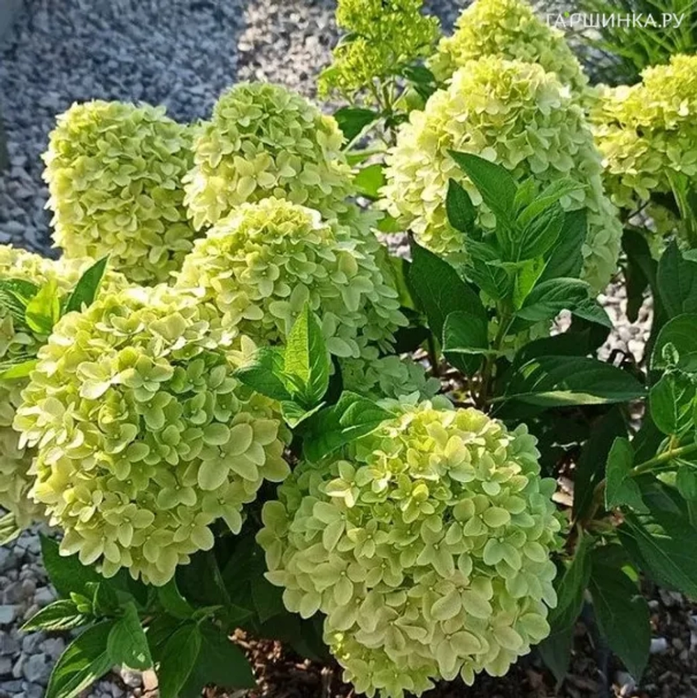 Гортензия метельчатая Пандора (Hydrangea paniculata Pandora)