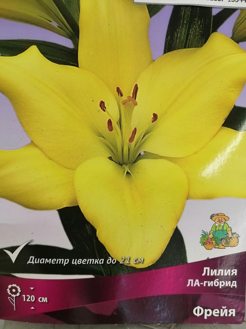 Луковица Лилия ЛА-гибрид Фрейя  2шт
