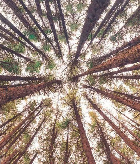 Ароматическое попурри Свежесть зелени, Christian Tortu