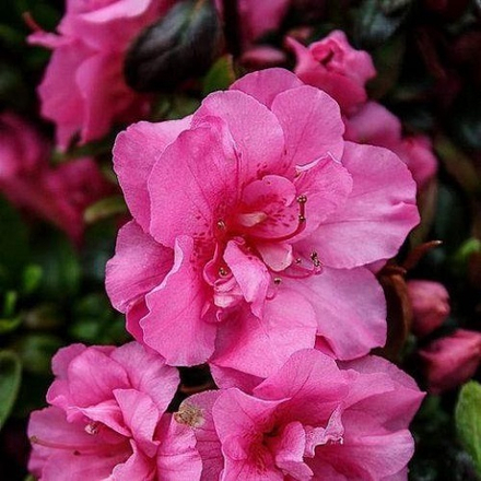 Азалия японская Розалинд