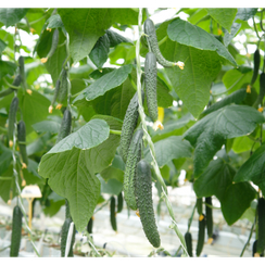 Ярый F1 семена огурца партенокарпического (Гавриш)