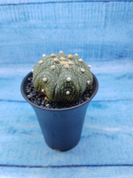 Astrophytum Asterias (Астрофитум)