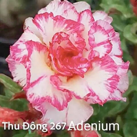 Адениум обесум 267 Thu Đông