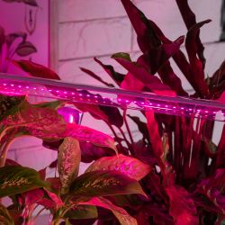 Фитолампа для растений светодиодная ЭРА FITO-18W-RB-Т8-G13-NL и мясных прилавков 18 Вт Т8 G13 красно-синего спектра | Фитолампы T8