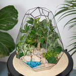 Готовый флорариум бонсай Фикус Капелла с озером