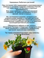 Калибрахоа Идеальный манго ампельная