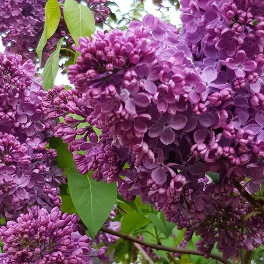 Сирень Маршал Соколовский