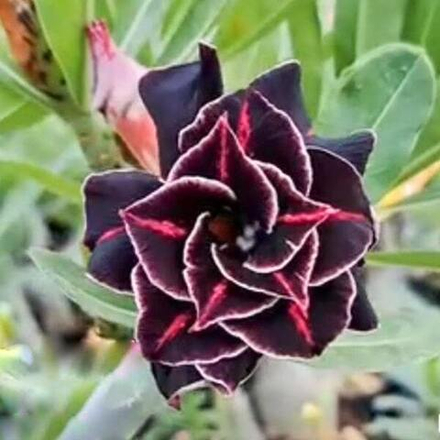 Адениум LILAC FROST