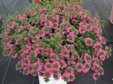 3434 Сцевола ABANICO ROSE IMPR