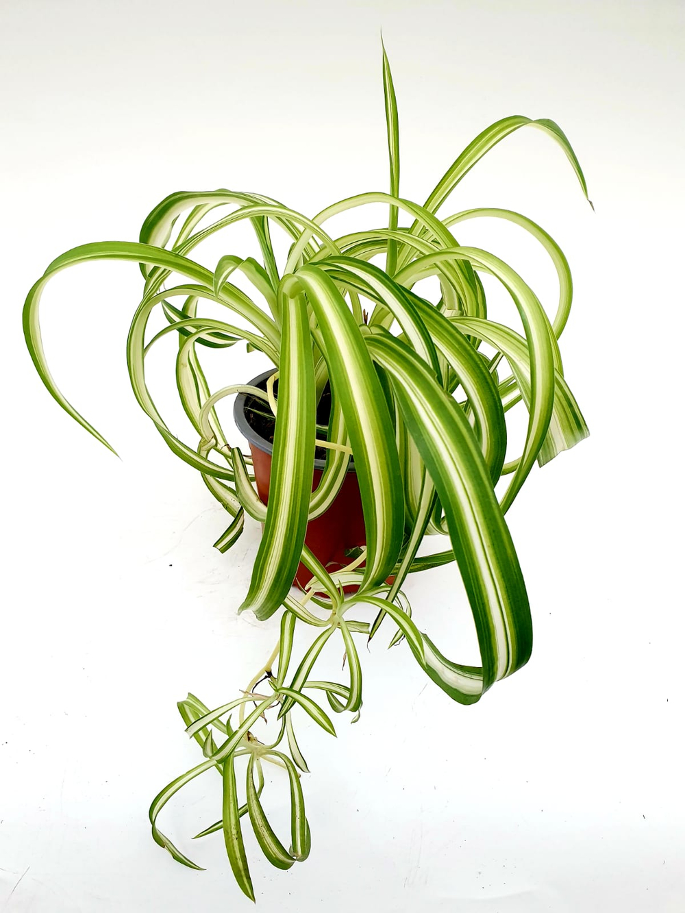 Хлорофитум BONNIE