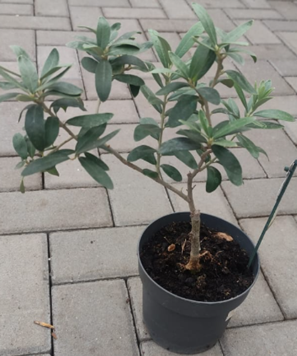 Олива, диаметр 13см