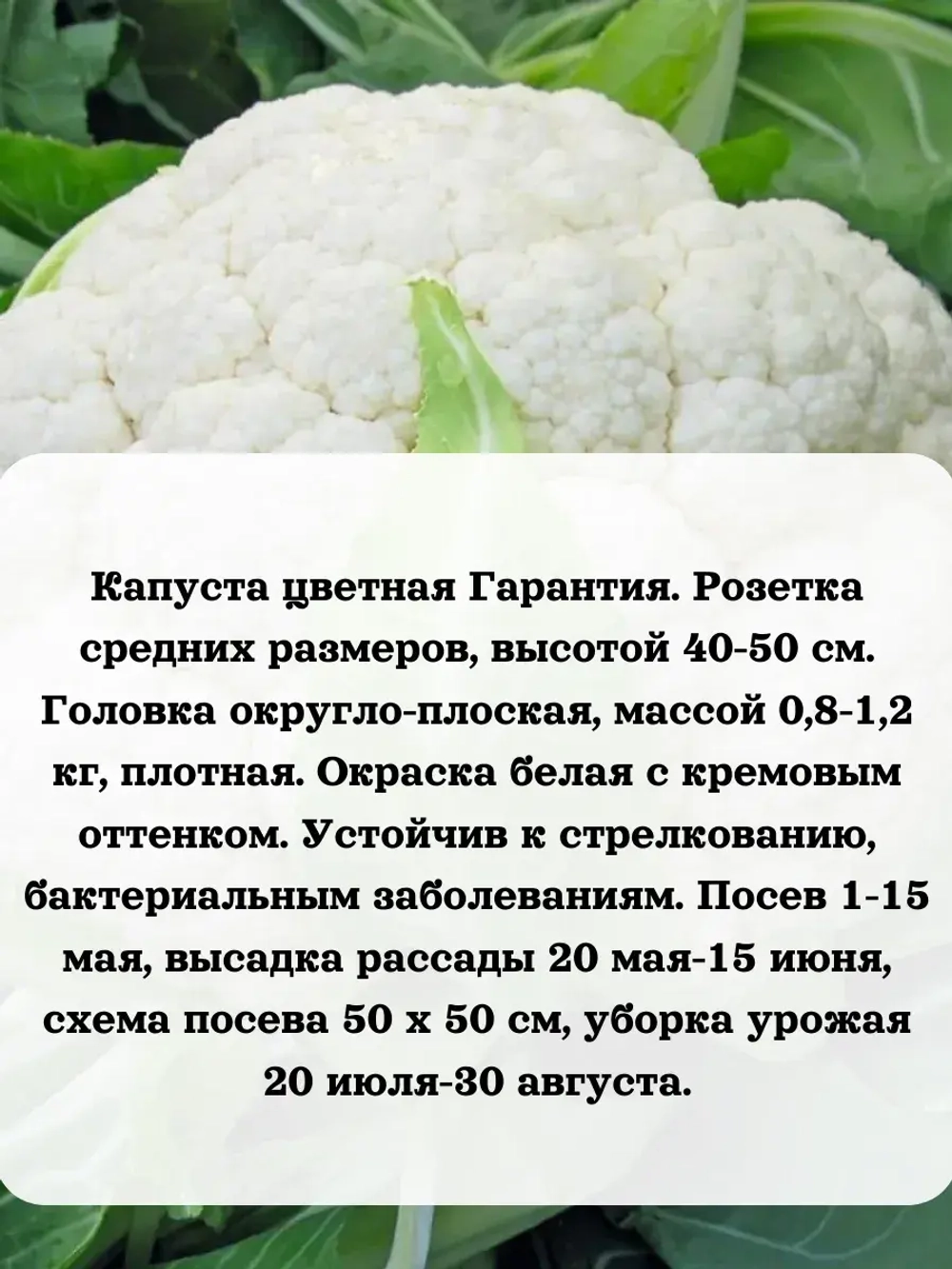 Семена капусты ранней среднепоздней брокколи 10 шт