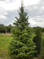Ель сербская (ком) 150-200