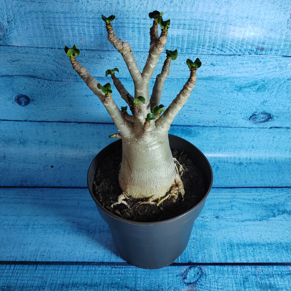 Adenium Baobab (Адениум)