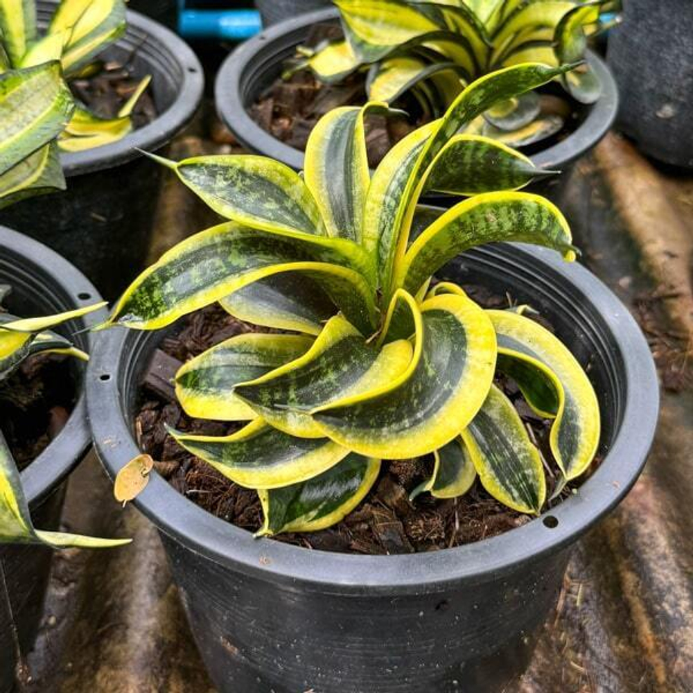 Сансевиерия TSUNAMI