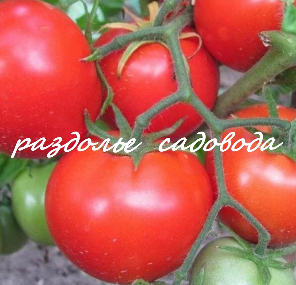 Томат детерминантный Санька (цена за 6шт)