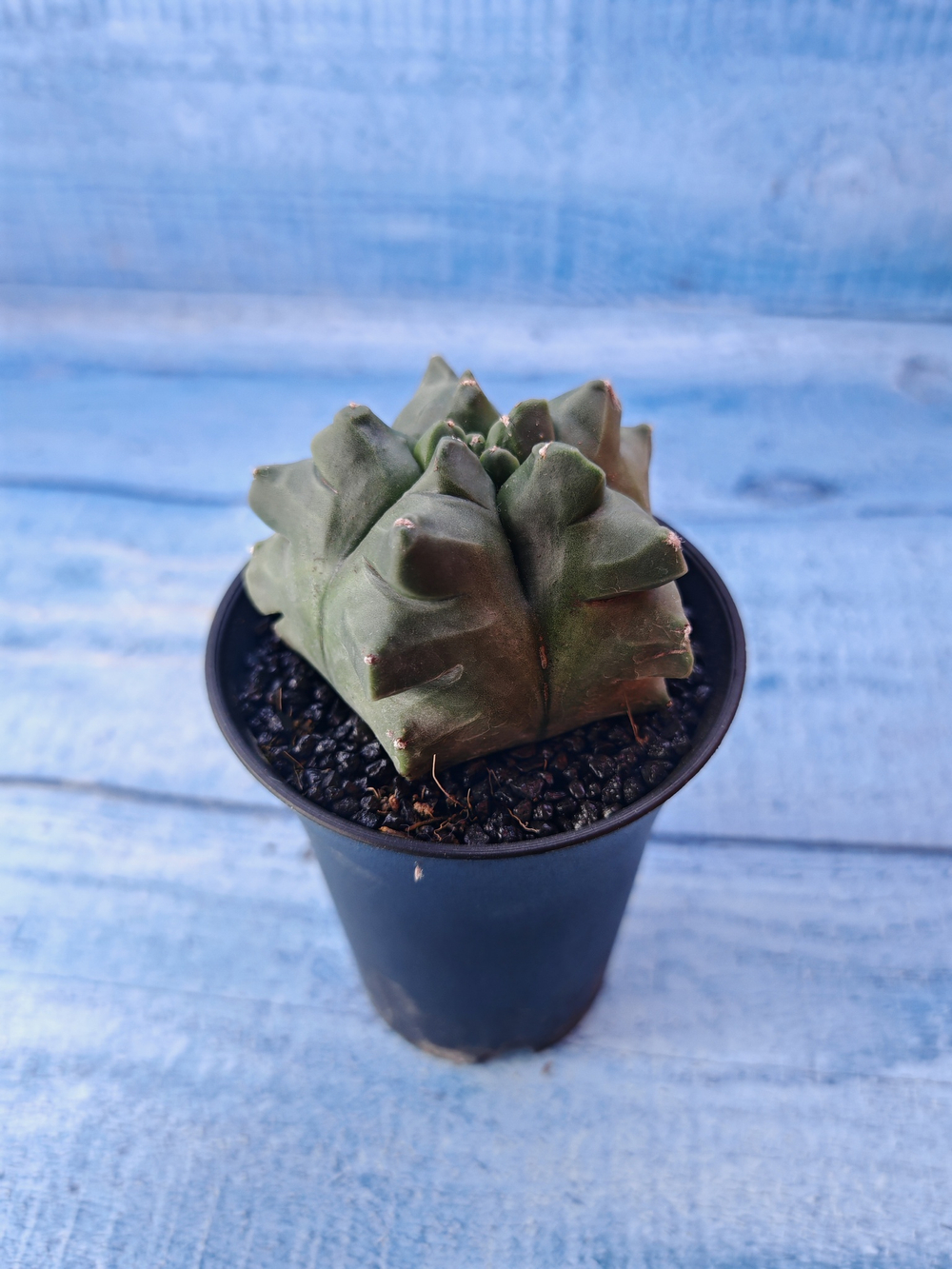 Astrophytum Myriostigma monstrosa (Астрофитум)