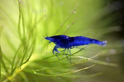 Креветка Синяя